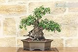 Holm Oak bonsai tree (53)