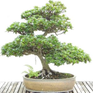 bonsai medio chumono