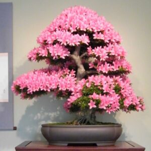 bonsai omono grande sakura azalea