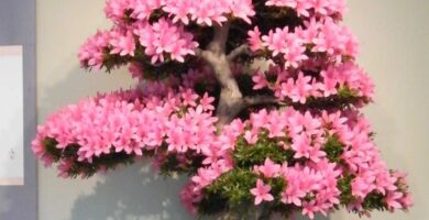 bonsai omono grande sakura azalea
