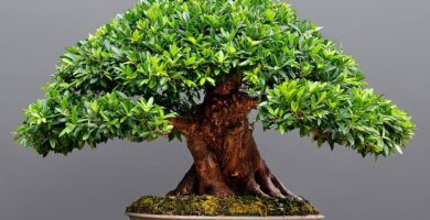 bonsai de tronco grueso