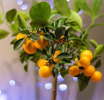 naranjas de un bonsái naranjo