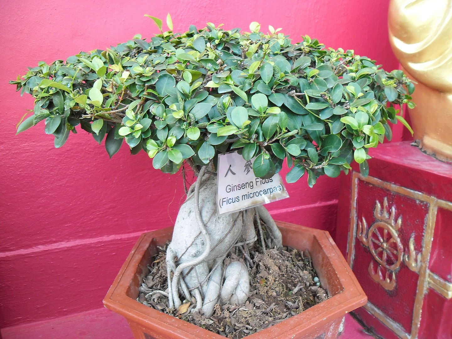 Bonsái Ficus Ginseng (Cuidados y características) Bonsais.Online