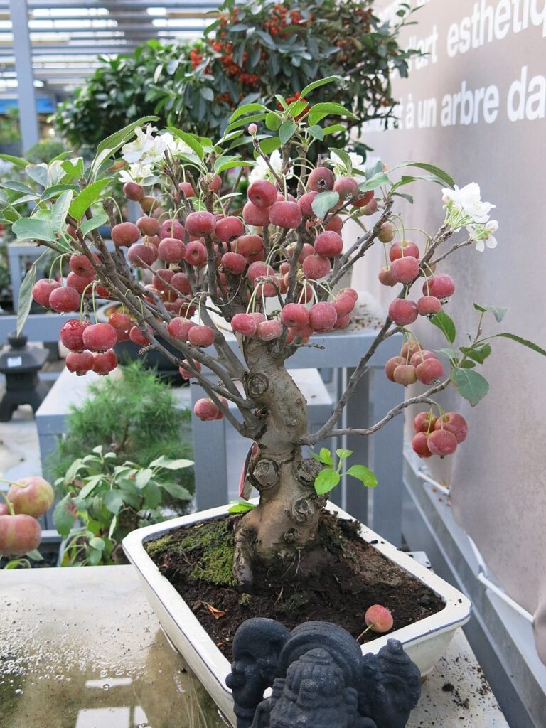 bonsai manzano adulto con flores y manzanas