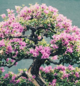 bonsai sakura cerezo