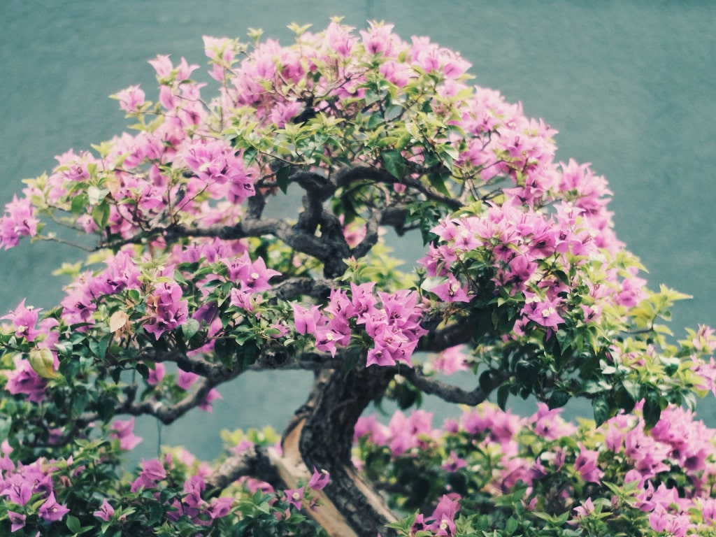 bonsai cerezo florecido