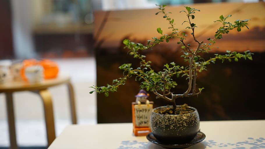 bonsai de interior pequeño