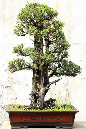 bonsai estilo vertical formal