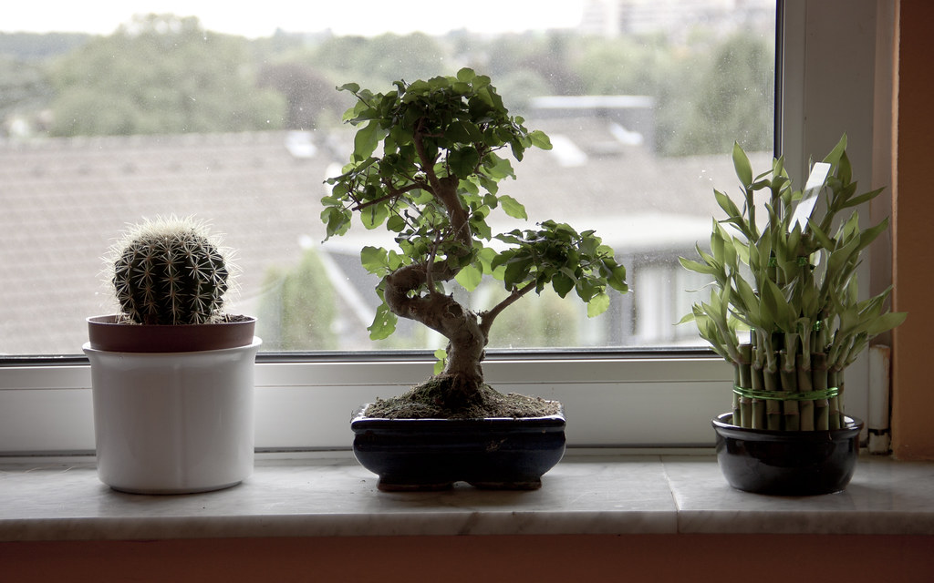 bonsái, cactus y bambú al lado de una ventana