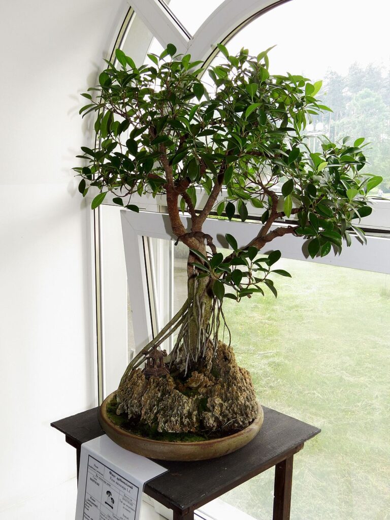 Bonsai Ficus Microcarpa sano