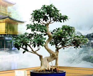 bonsai retusa