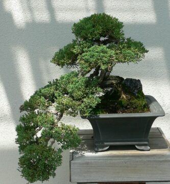 bonsai junipero estilo cascada grande