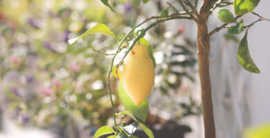 limon bonsai