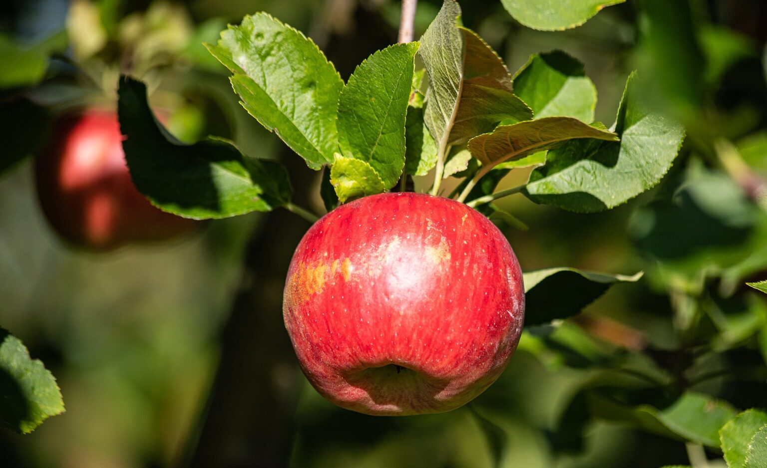 Bonsái Manzano (Malus) (características y cuidados) || Bonsais.Online