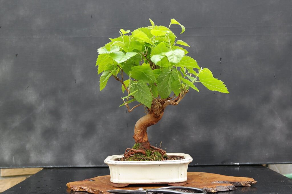bonsai morera pequeño