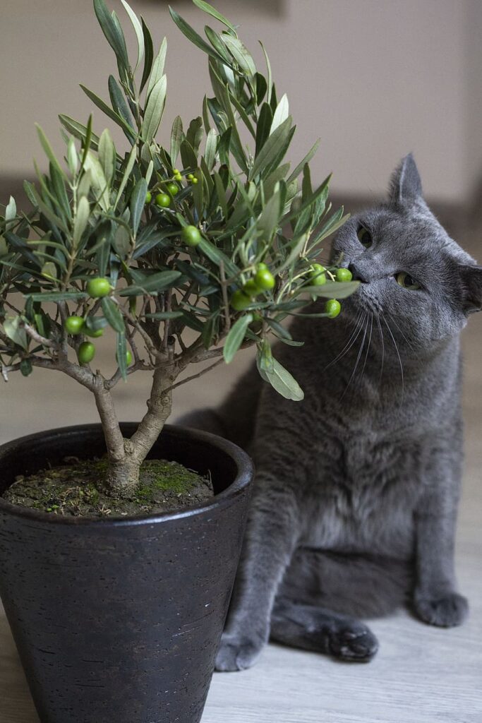Bonsái olivo de interior junto a un gato