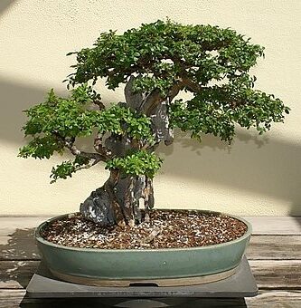 bonsai olmo chino pequeño