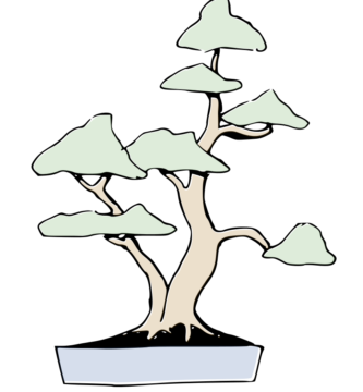 bonsai sokan padre e hijo