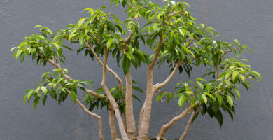 bonsai multitroncos