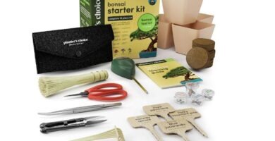 kit para principiantes en el mundo del bonsai para principiantes