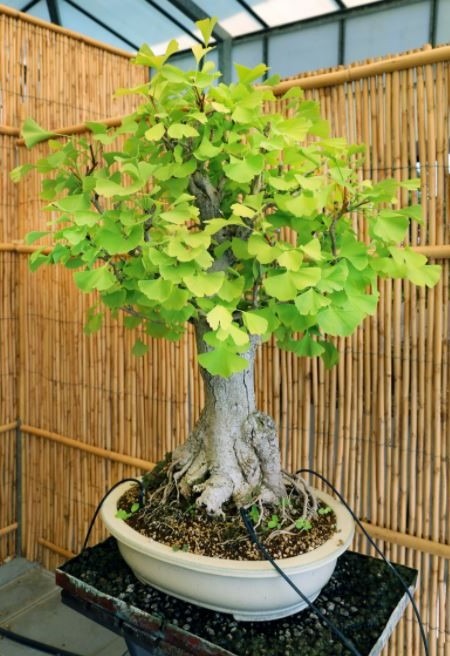 Comprar bonsai Ginkgo Biloba