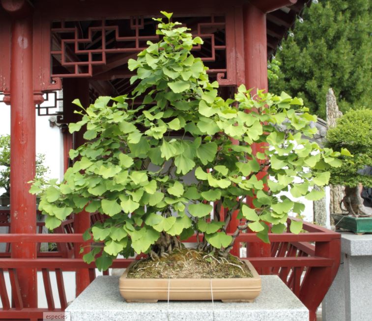 Cuidados bonsai Ginkgo Biloba