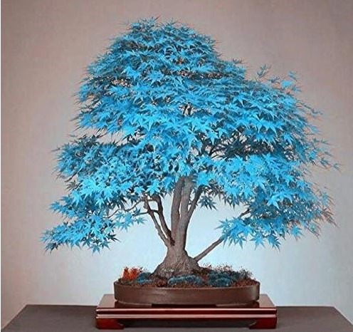 cuidados bonsai arce azul 