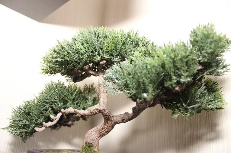 cuidados del bonsai abeto