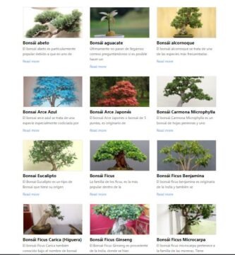 Todas las especies de bonsais