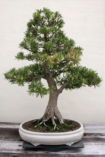 Cuidados bonsái pino budista