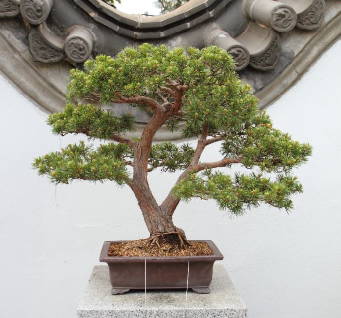 Cuidados del bonsái pino silvestre